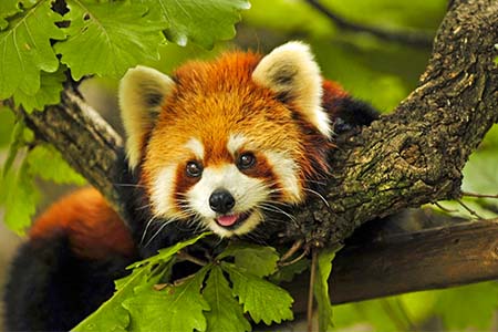 Padmaja Naidu Zoological Park